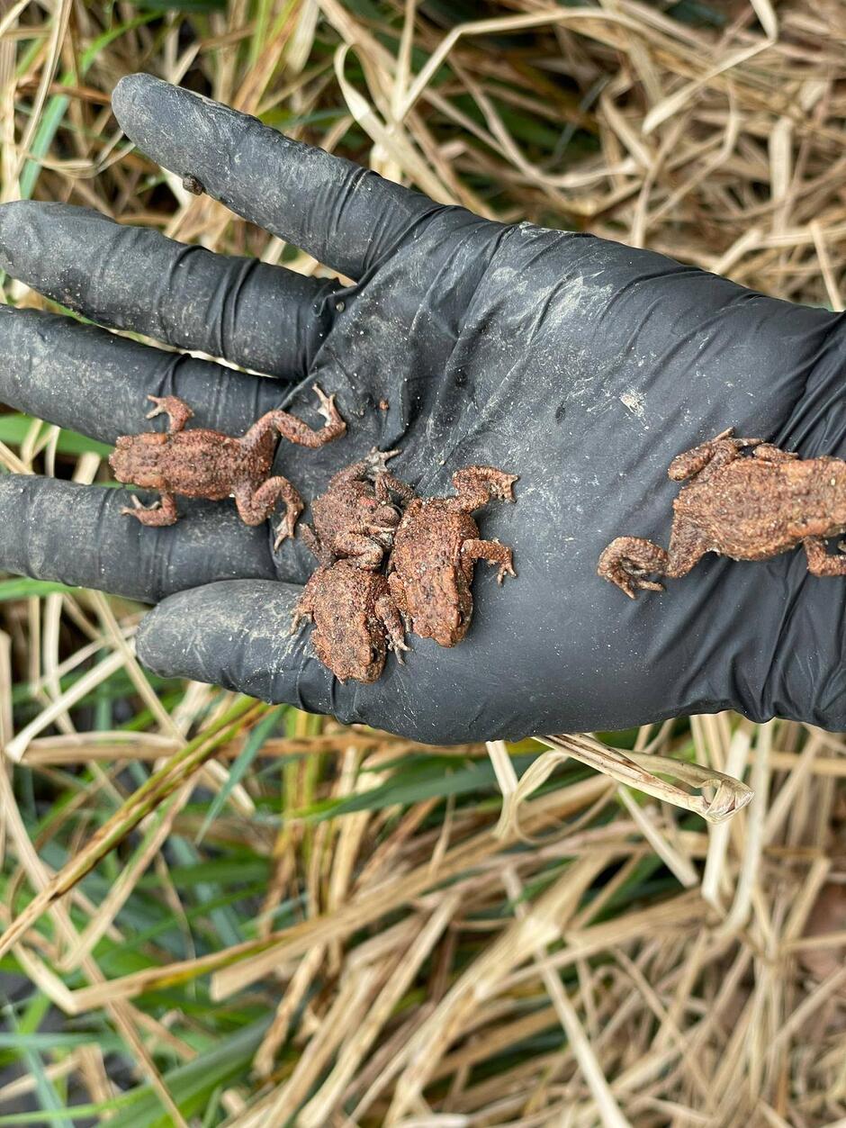 Na zdjęciu widać kilka młodych ropuch szarych (Bufo bufo) spoczywających na dłoni w czarnej rękawiczce ochronnej, co sugeruje udział człowieka w działaniach ochronnych, takich jak przenoszenie płazów. Młode ropuszki mają już wykształcone kończyny i opuściły wodne środowisko, rozpoczynając życie na lądzie wśród traw i liści.