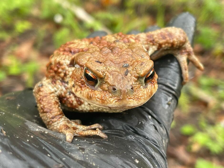 Na zdjęciu widoczna jest ropucha szara (Bufo bufo), trzymana na dłoni w czarnej rękawiczce ochronnej – jej charakterystyczna, brodawkowata skóra i miedziane oczy z poziomą źrenicą są doskonale widoczne. Zwierzę to odgrywa ważną rolę w ekosystemie, zjadając duże ilości owadów i ślimaków