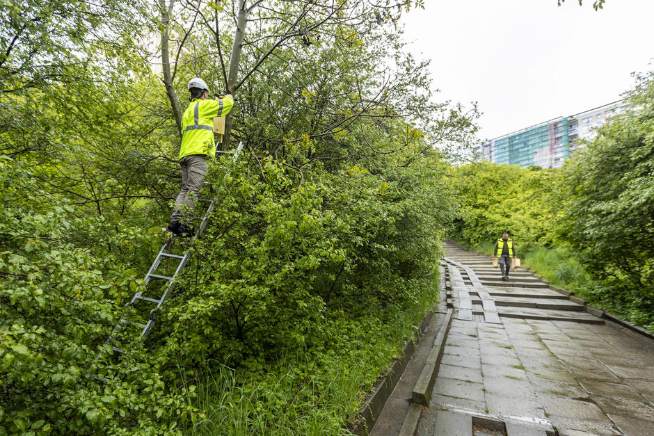 Zadrzewione wzgórze w mieście ze schodami prowadzącymi do osiedla mieszkaniowego, na którym widać bloki. Na drzewo wchodzi po drabinie mężczyzna, żeby przymocować budkę dla ptaków. Inny mężczyzna schodzi schodami niosąc budki w rękach.