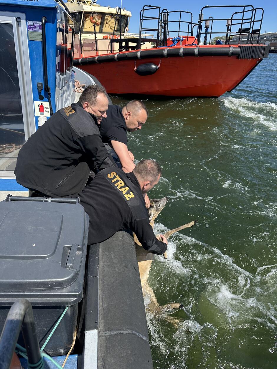 To zdjęcie przedstawia kulminacyjny moment akcji ratunkowej – trzech funkcjonariuszy Straży z pełnym zaangażowaniem wyciąga sarnę z wody na pokład łodzi. Zwierzę widać tuż przy burcie, a jeden ze strażników trzyma je mocno za przednie nogi, pomagając wydostać się z wzburzonej wody.