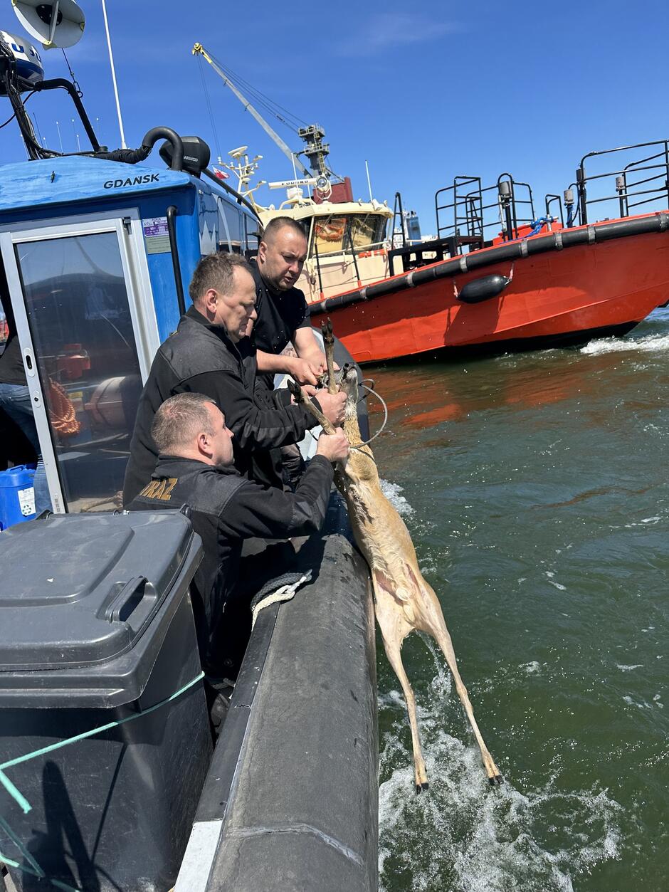 To zdjęcie przedstawia kulminacyjny moment akcji ratunkowej – trzech funkcjonariuszy Straży z pełnym zaangażowaniem wyciąga sarnę z wody na pokład łodzi. Zwierzę widać tuż przy burcie, a jeden ze strażników trzyma je mocno za przednie nogi, pomagając wydostać się z wzburzonej wody.