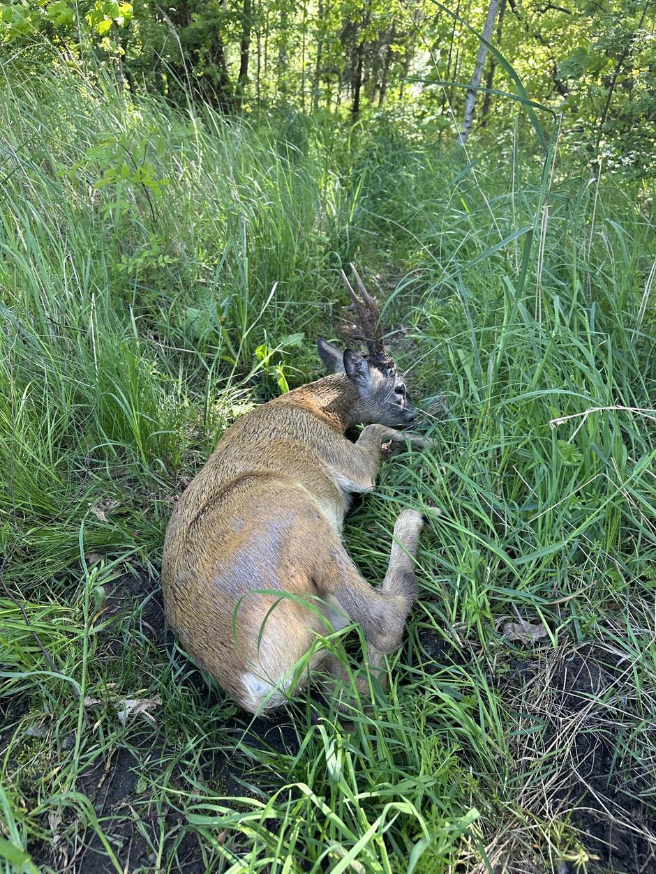 To zdjęcie ukazuje ostatni, spokojny etap akcji ratunkowej – uratowana sarna została wypuszczona w bezpieczne, naturalne środowisko. Leży wśród wysokiej trawy na skraju lasu, prawdopodobnie odpoczywając po ogromnym wysiłku i stresie związanym z wpadnięciem do wody oraz akcją ratunkową. Jej ciało jest jeszcze mokre, ale wygląda na przytomną i świadomą otoczenia.