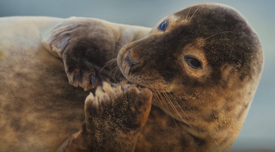 Obszar Natura 2000, Ujście Wisły, fotografia przedstawiająca fokę