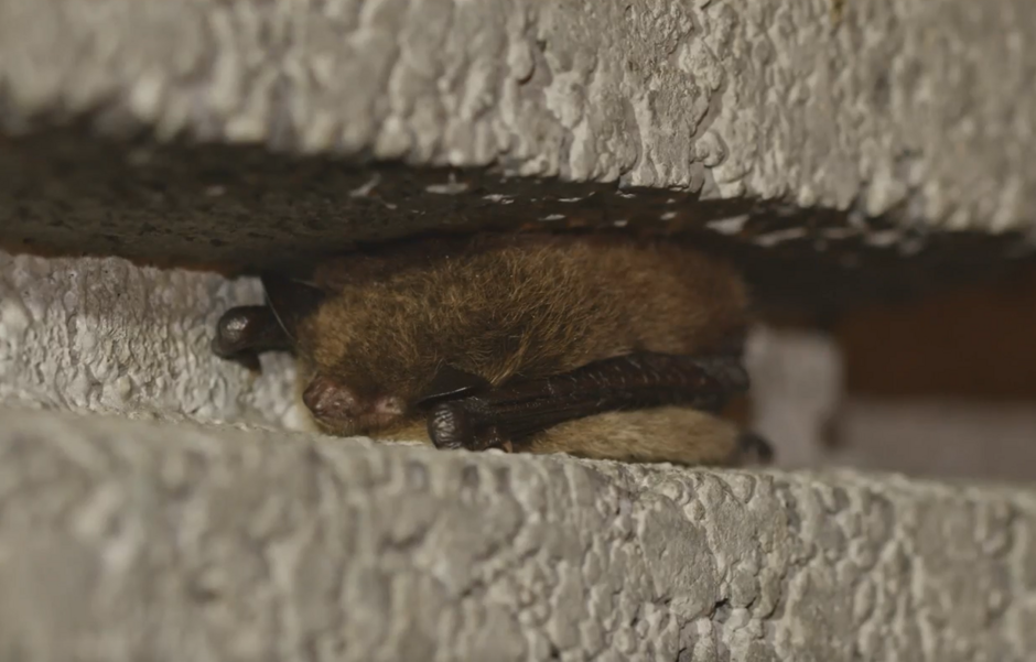 Bunkier w Oliwie, fotografia przedstawiająca nietoperza,