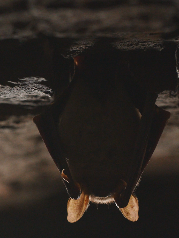 Fotografia przedstawiająca nietoperza w Twierdzy Wisłoujście,