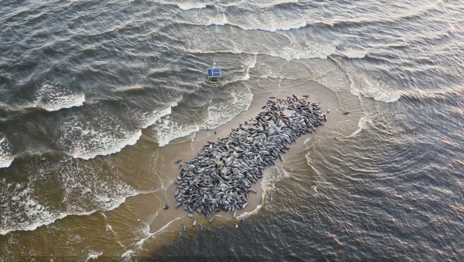 Obszar Natura 2000, Ostoja w Ujściu Wisły,