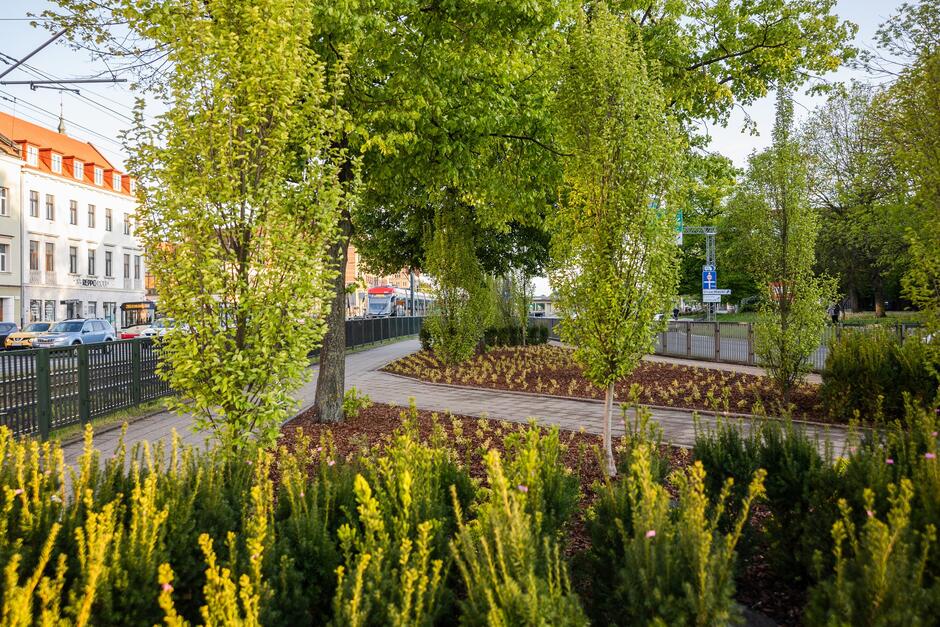 na zdjęciu teren pełen zielonych roślin, w tle ulica i kilka kamienic