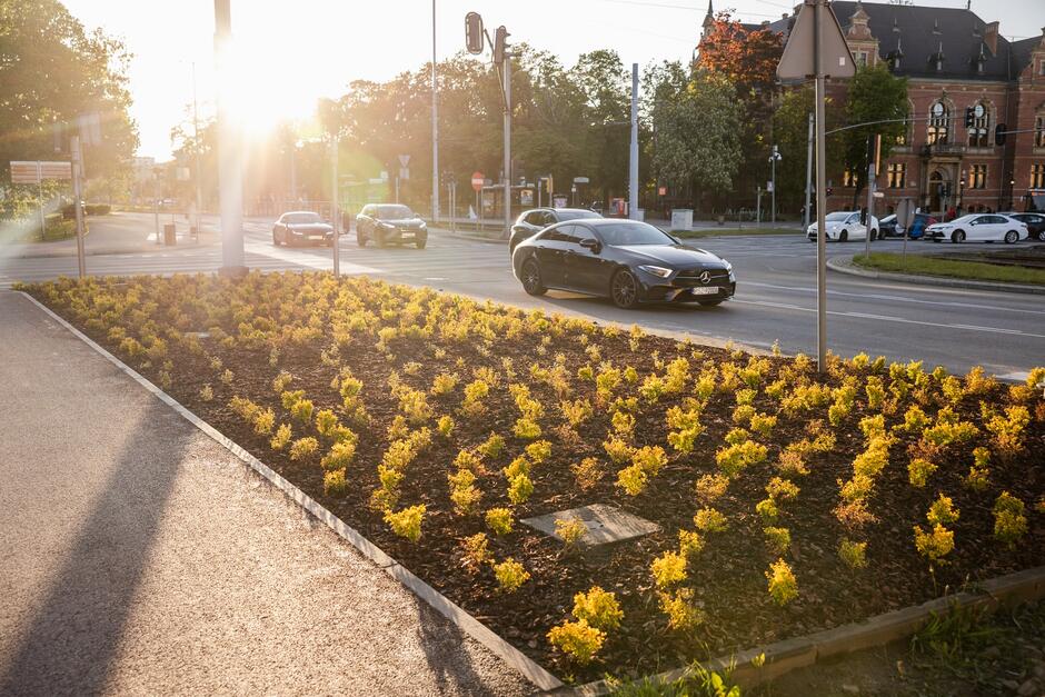na zdjęciu zadbany trawnik pełen roślin, w tle ulica z samochodami