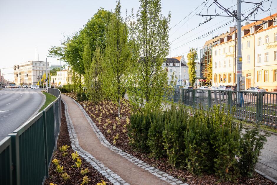 na zdjęciu chodnik, przedept, a pomiędzy nimi mnóstwo niewysokiej zieleni i kilka drzew