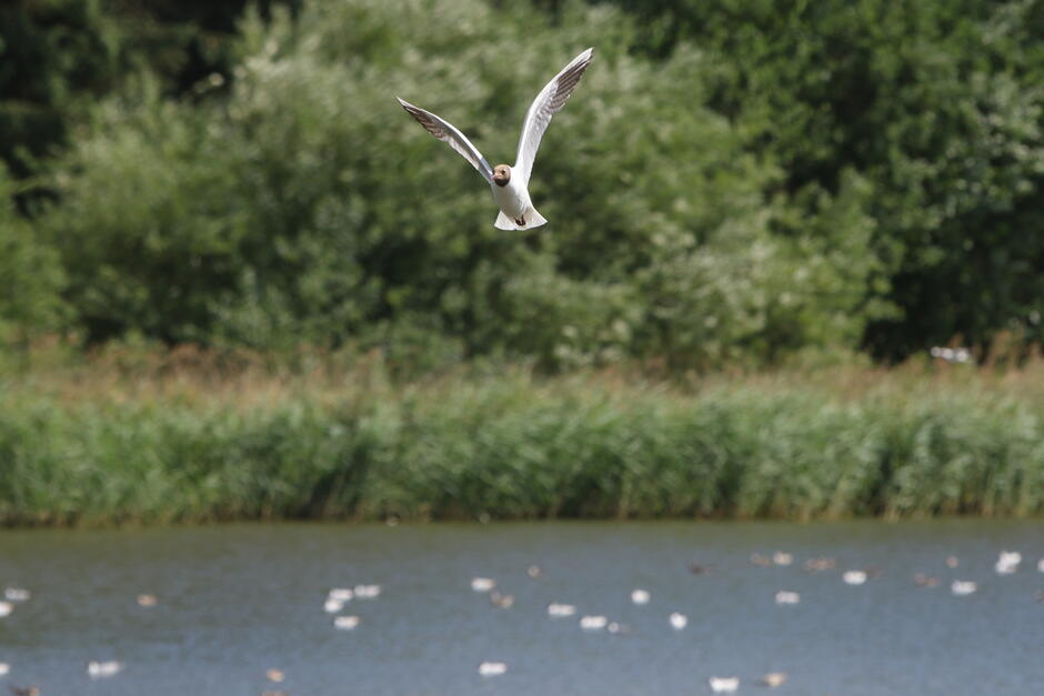 na zdjęciu biały ptak lecący nad wodą