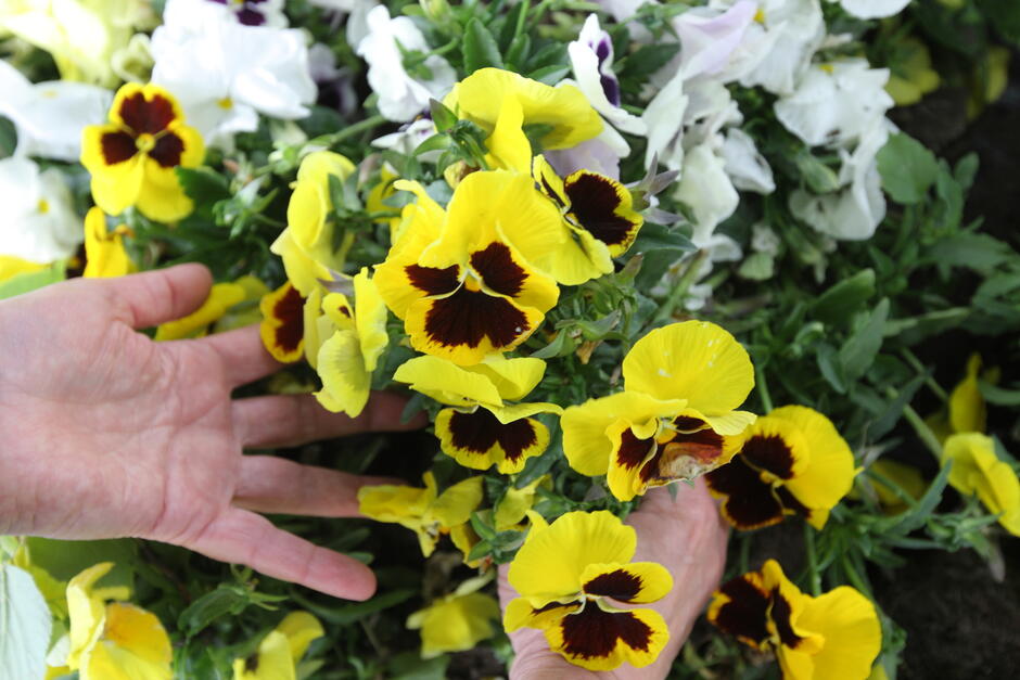 na zdjęciu żółte bratki i ludzka dłoń