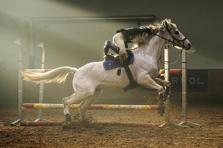 Koń skacze przez przeszkodę, amazonka spada z konia