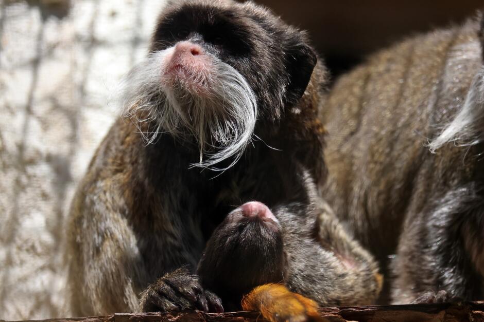 Dorosła tamaryna cesarska z małym w zoo.