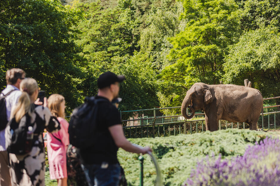 Na zdjęciu widzimy grupę ludzi – dorosłych i dzieci – obserwujących słonia w ogrodzie zoologicznym. Słoń znajduje się w wybiegu otoczonym barierkami, a wokół panuje letnia, zielona sceneria – drzewa i roślinność w pełnym rozkwicie. Ludzie są skupieni na zwierzęciu, niektórzy robią zdjęcia. Atmosfera wydaje się być pogodna i pełna zainteresowania, typowa dla wycieczki do zoo w ciepły, słoneczny dzień.