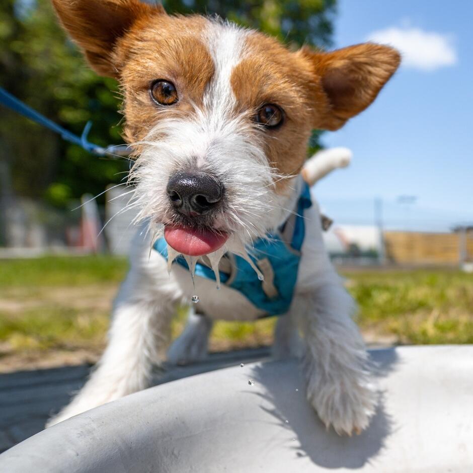 Na zdjęciu widzimy uroczego psa rasy Jack Russell Terrier, który z zapałem pije wodę z miski na świeżym powietrzu. Zwierzak ma na sobie niebieskie szelki, a jego pysk i broda są mokre, co dodaje ujęciu wesołego i dynamicznego charakteru.