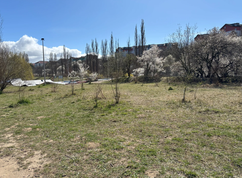 na zdjęciu fragment park z drzewkami i trawą