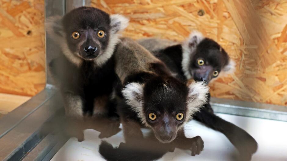 Trzy małe lemury zbite w gromadkę, rozglądają się, ciekawe świata