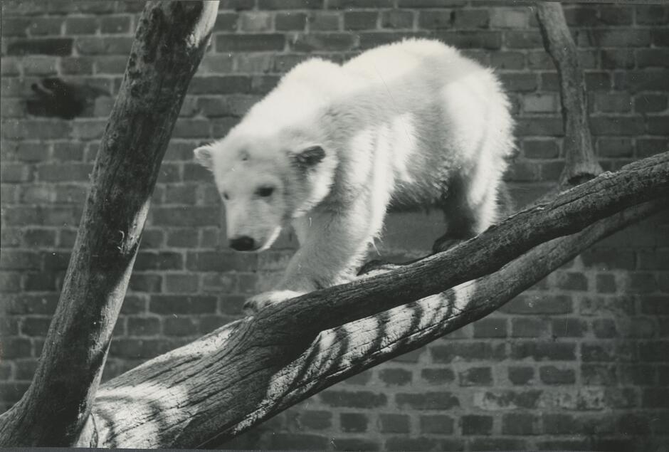 Na czarno-białym zdjęciu widać młodego niedźwiedzia polarnego wspinającego się po grubych konarach na tle ceglanej ściany