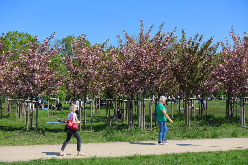 Zdjęcie przedstawia park w słoneczny dzień, gdzie alejką spacerują dwie kobiety, a w tle wśród kwitnących wiśni ludzie odpoczywają na trawie. Różowe drzewa tworzą malowniczy krajobraz, podkreślony intensywnie niebieskim niebem. 
