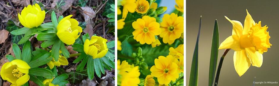 Zestawienie trzech zdjęć roślin z żółtym kwiatami: rannik, pierwiosnek i narcyz