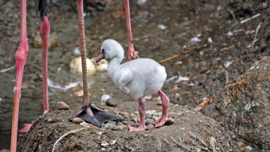 Baby boom flamingów w Gdańskim ZOO
