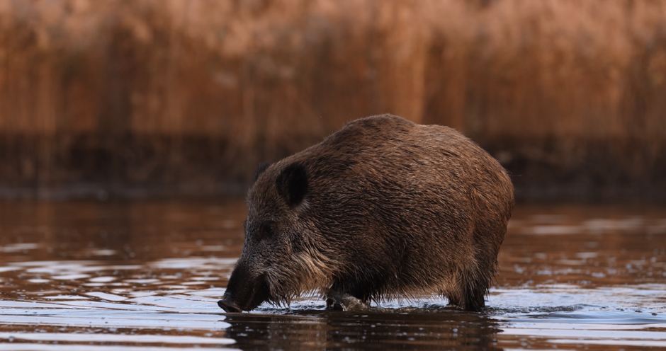Fotografia przedstawiająca dzika