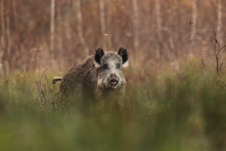 Fotografia przedstawiająca dzika