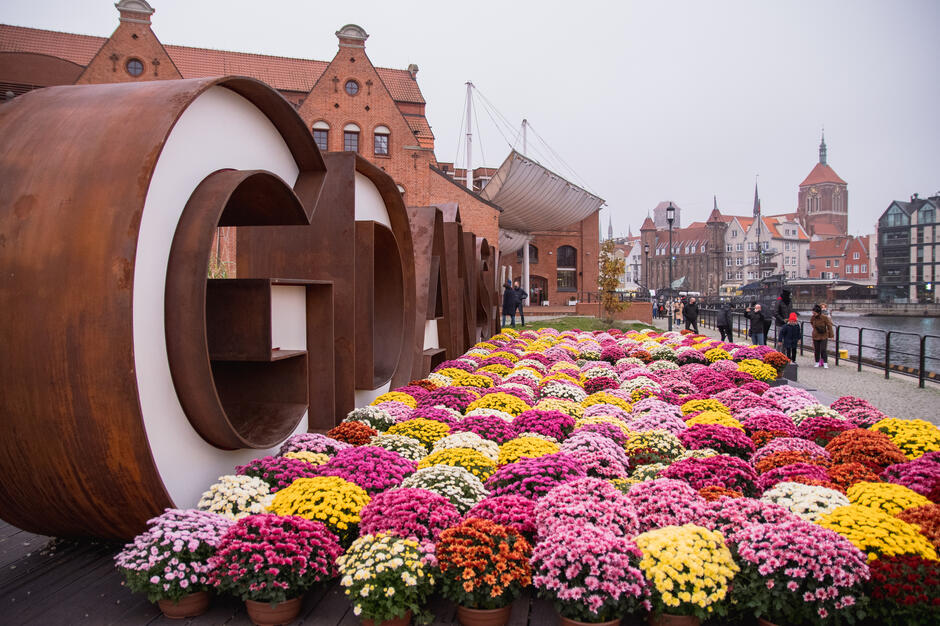 Na zdjęciu widnieje napis „GDAŃSK” ustawiony nad brzegiem Motławy, otoczony dziesiątkami kolorowych chryzantem w donicach, tworzących efektowną kompozycję kwiatową. W tle widać charakterystyczną ceglaną zabudowę i spacerujących turystów, co podkreśla urok tego popularnego miejsca w Gdańsku.
