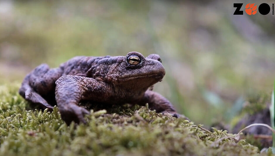 Ropucha szara siedzi na trawie