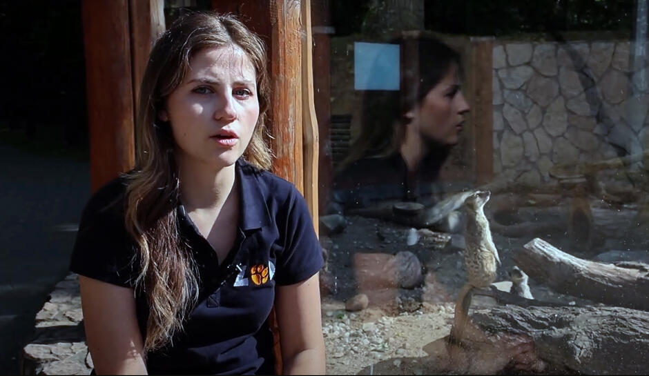 Młoda kobieta edukatorka zoo siedzi obok pomieszczenia z surykatkami.