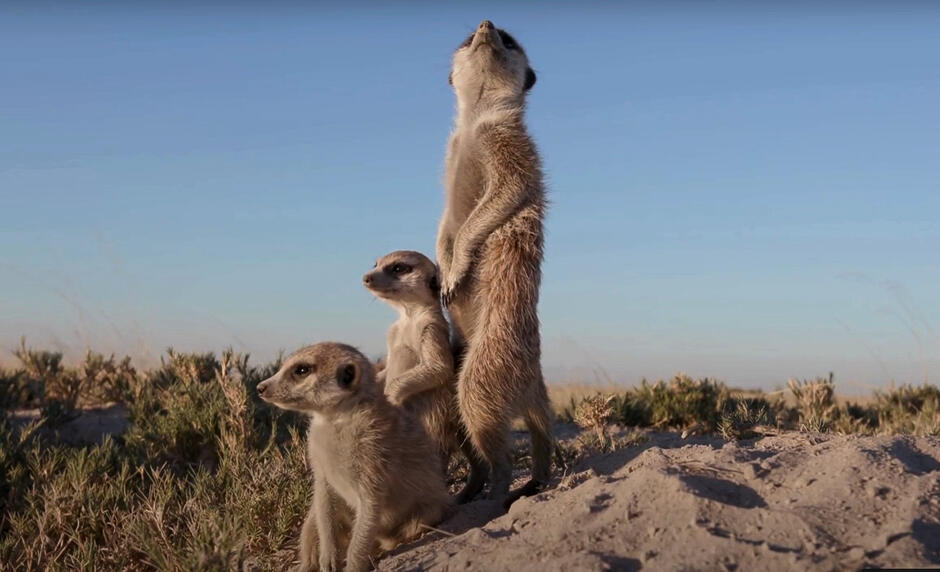 Trzy surykatki na pustyni, dwie siedzą, jedna stoi wyprostowana.