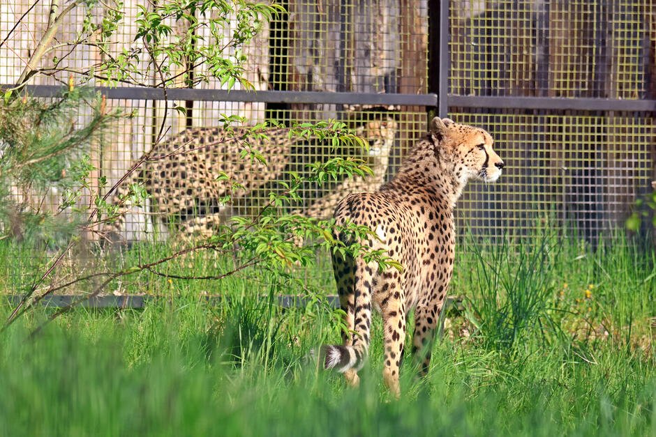 Dwa gepardy w zoo oddzielone płotem.