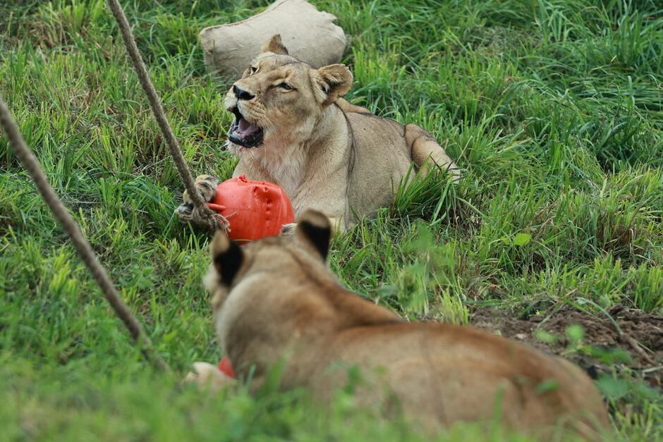 Dwie lwice bawią się zabawkami na linach na wybiegu w zoo.
