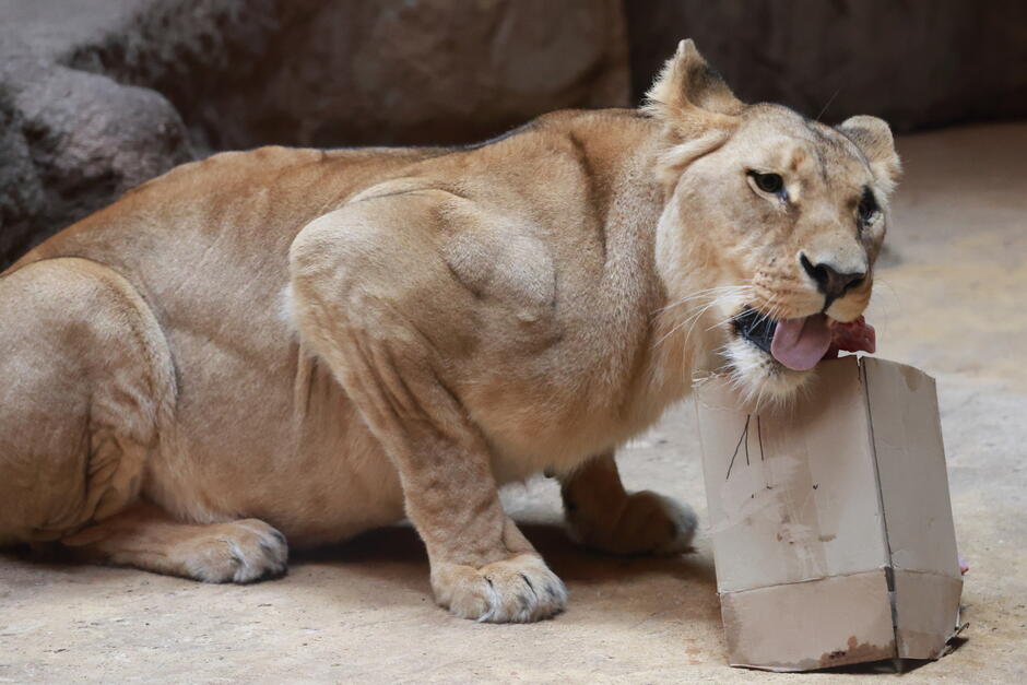 Lwica w zoo je mięso z kartonu. 