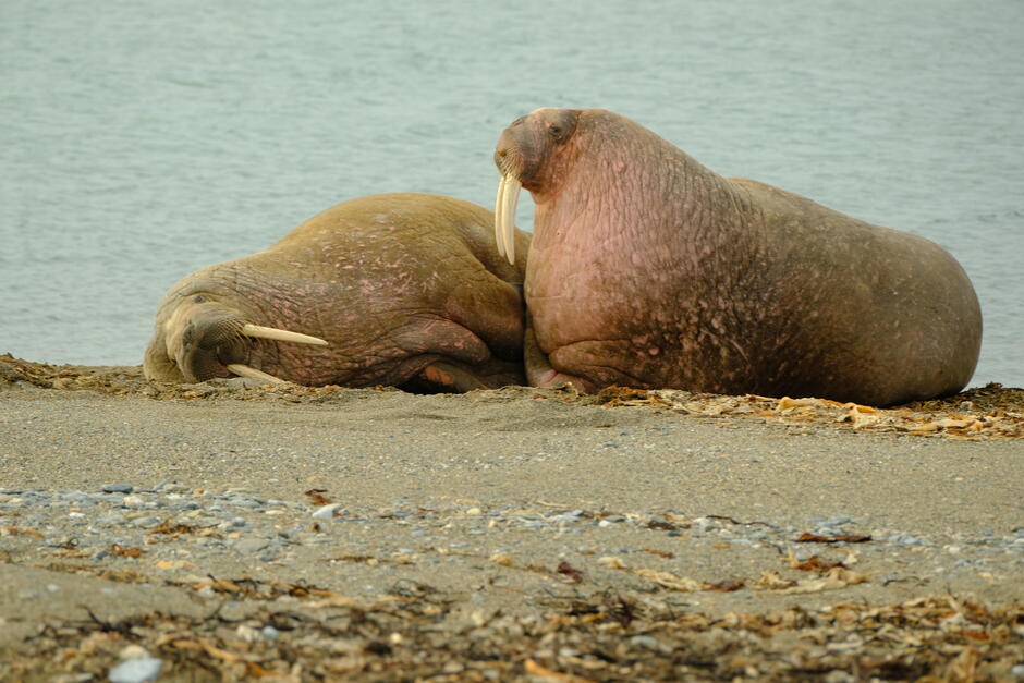 Na zdjęciu widać dwa morsy leżące na piaszczystej plaży, tuż przy brzegu morza. Jeden z nich odpoczywa z głową na piasku, podczas gdy drugi czujnie obserwuje otoczenie, prezentując imponujące ciosy. 