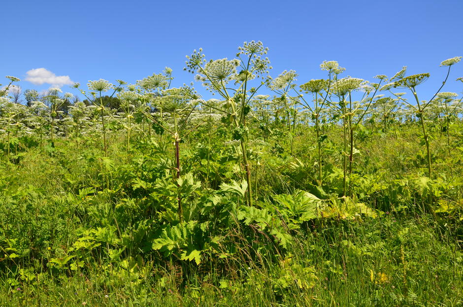 Heracleum sosnowskyi (Barszcz Sosnowskiego), fot. Barbara Tokarska-Guzik, Źródło: https://www.gov.pl/web/gdos/heracleum-sosnowskyi---barszcz-sosnowskiego