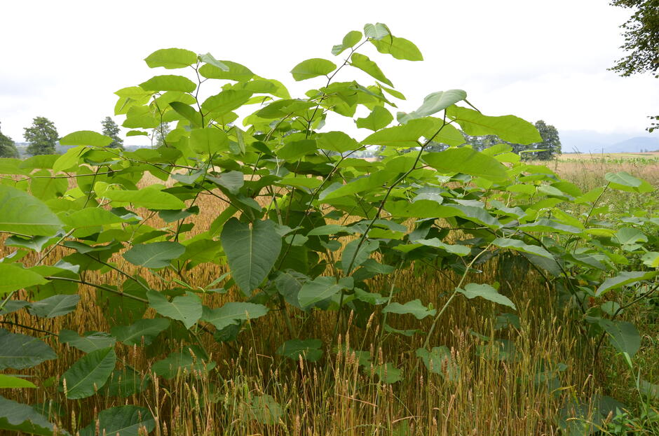 Reynoutria sachalinensis (Rdestowiec sachaliński), fot. Barbara Tokarska-Guzik, Źródło: https://www.gov.pl/web/gdos/reynoutria-sachalinensis---rdestowiec-sachalinski