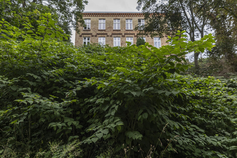 na pierwszym planie dużo zielonych krzewów rdestowca, w tle ceglana kamienica