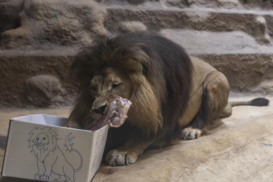 Lew w trakcie obiadu