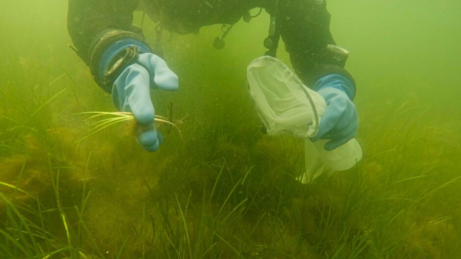 Zdjęcie podwodne, ręce nurka trzymają worek i trawę morską, wokół łąka podwodna.
