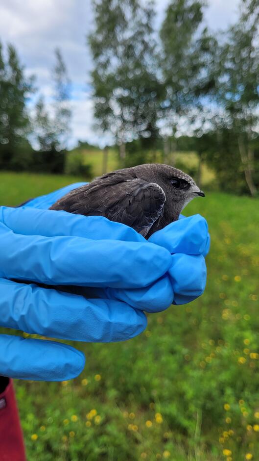 Jerzyk, fot. Pomorski Ośrodek Rehabilitacji Dzikich Zwierząt Ostoja