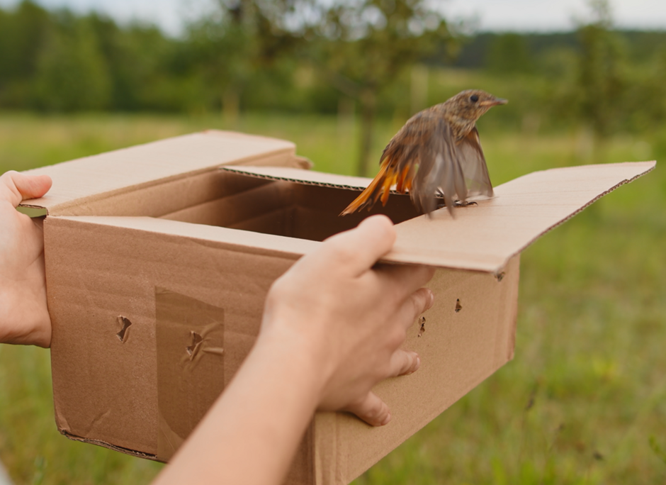 Powrót na wolność