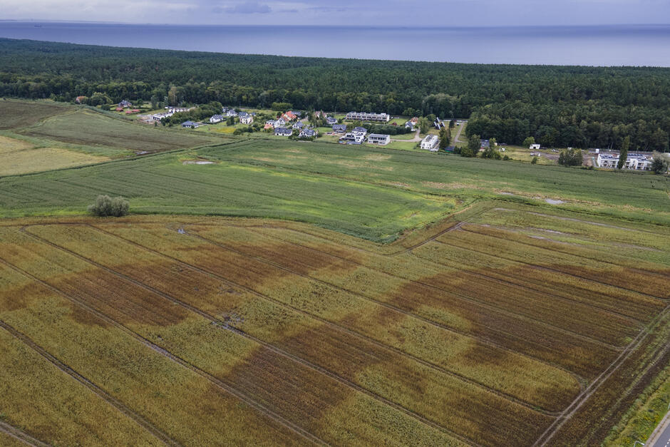 Zdjęcie z lotu ptaka. Pola ze zbożem uszkodzone przez ulewne deszcze.