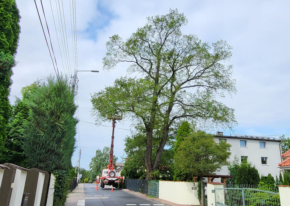 Drzewo przy małej uliczce na osiedlu domków. Przy drzewie dźwig.