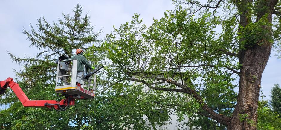 Mężczyzna na podnośniku opryskuje drzewo.