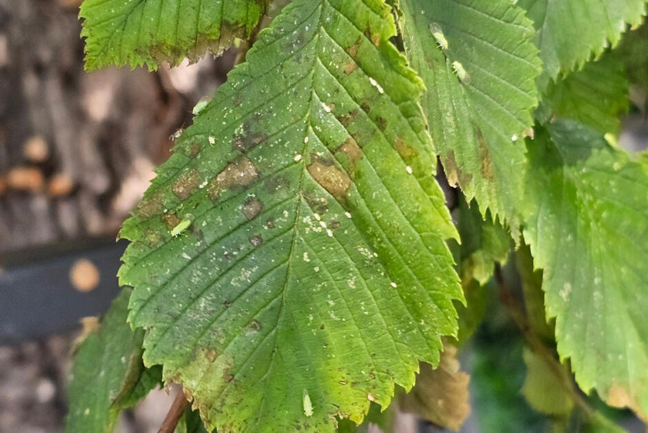 Liście drzew zaatakowane i zniszczone przez mszyce.
