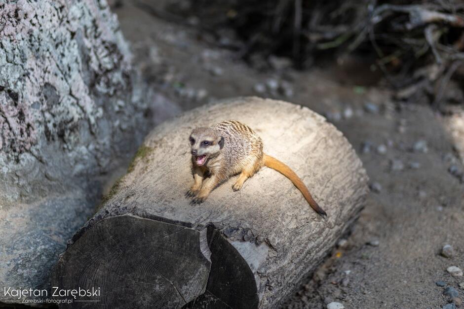 Futrzasty zwierzak z ogonem w zoo siedzi na kłodzie drewna.