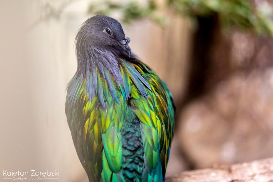 Kolorowy ptak w zoo.