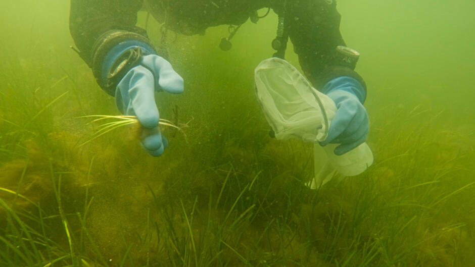 Płetwonurek sadzi trawę morską pod wodą.