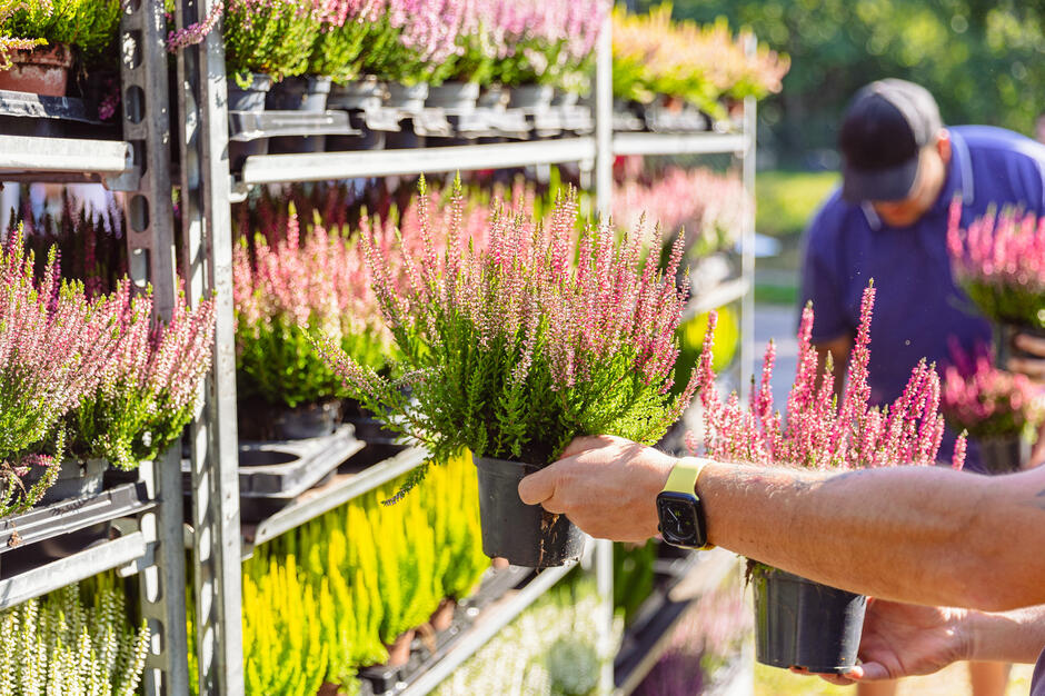 na zdjęciu ludzka ręka trzyma brązową doniczkę z wrzosem